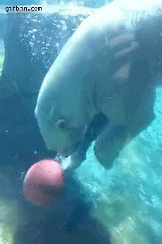 I love bowling. Bear like human
