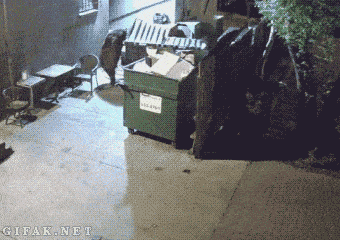 I work as a garbage collector. Bears like human