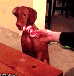 Ignoring Dog Life
