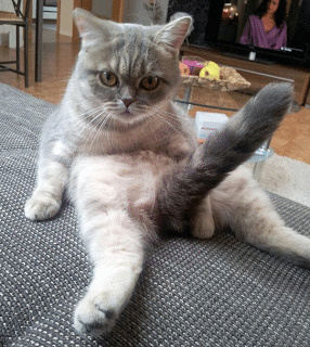 Is it really the tail Perfectly Timed Photo
