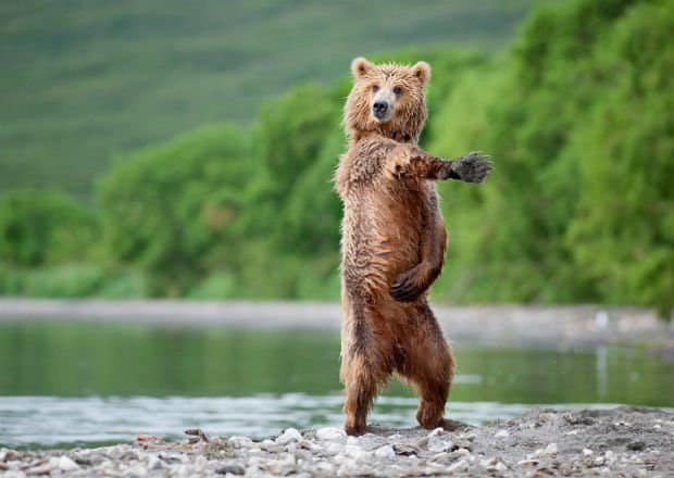 It’s the time to disco! Bear like human