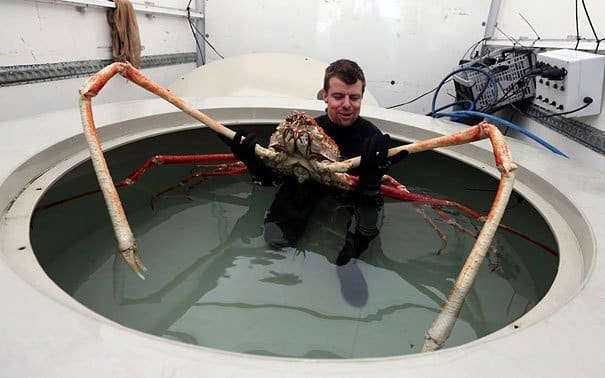 Japanese Spider Crab Strange Animals