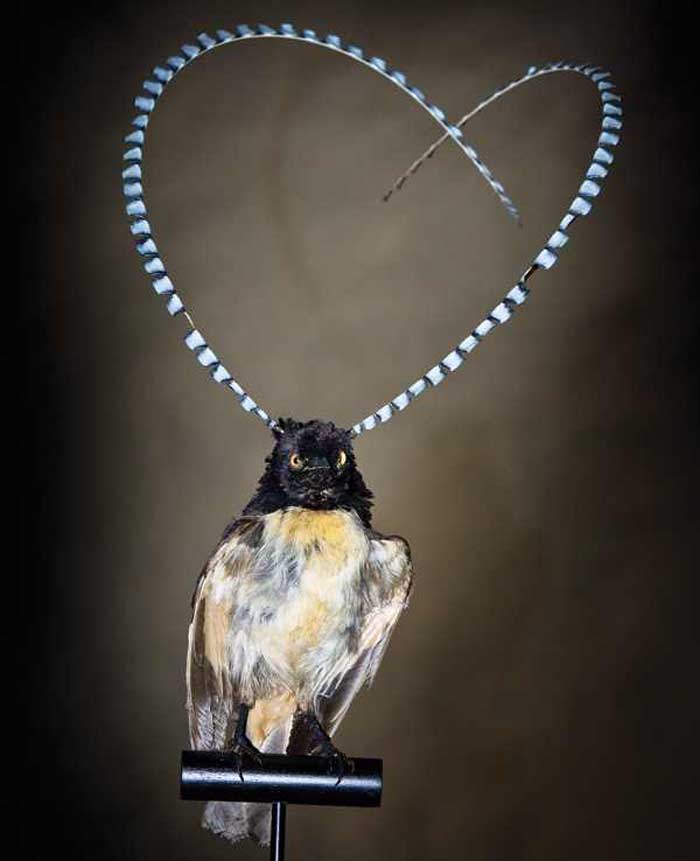 King of Saxony bird of paradise Rare Animal