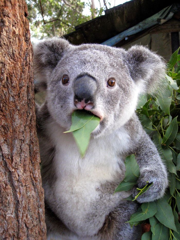 Surprised Animals – Better Facial Expressions Than Human