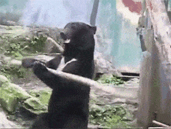 Kung Fu Panda errs… bear! Bear like human