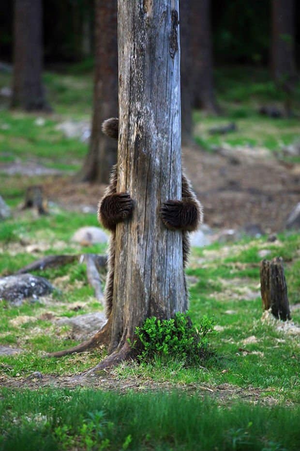 Let’s play Hide & Seek Bears like human