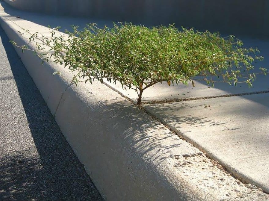 Life will find ways