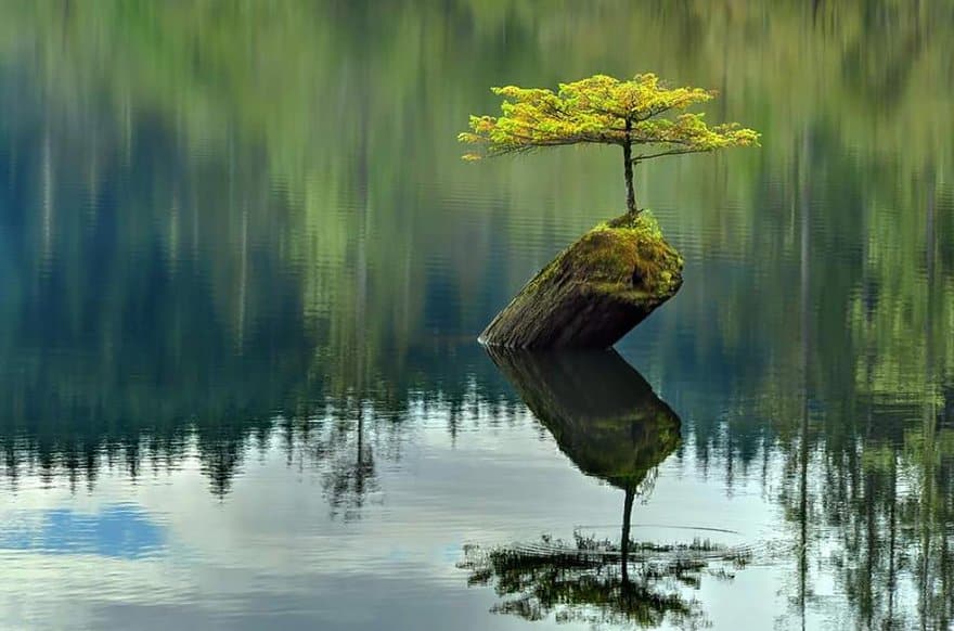 Life will find a way – Against all odds, these plants prove this saying is true