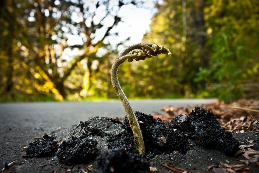 Life will find ways