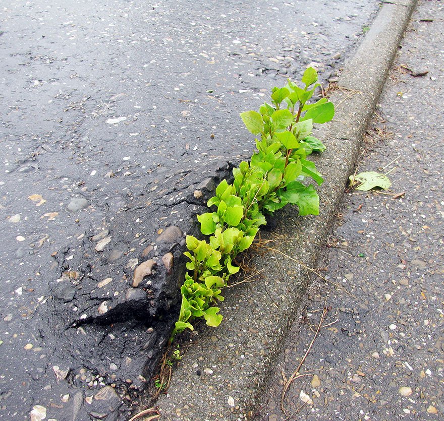 Life will find ways