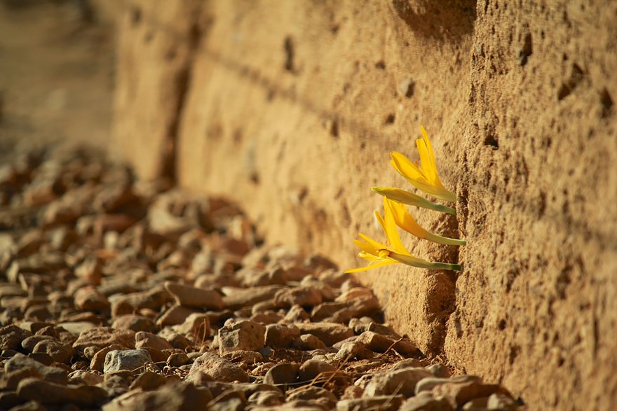 Life will find a way