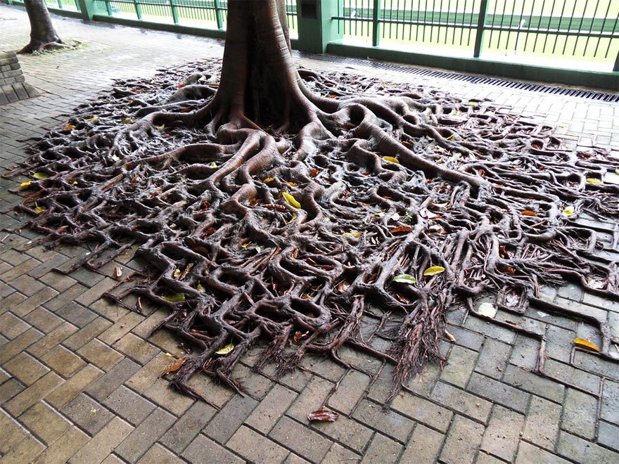 Life will find a way