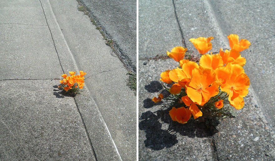 Life will find a way