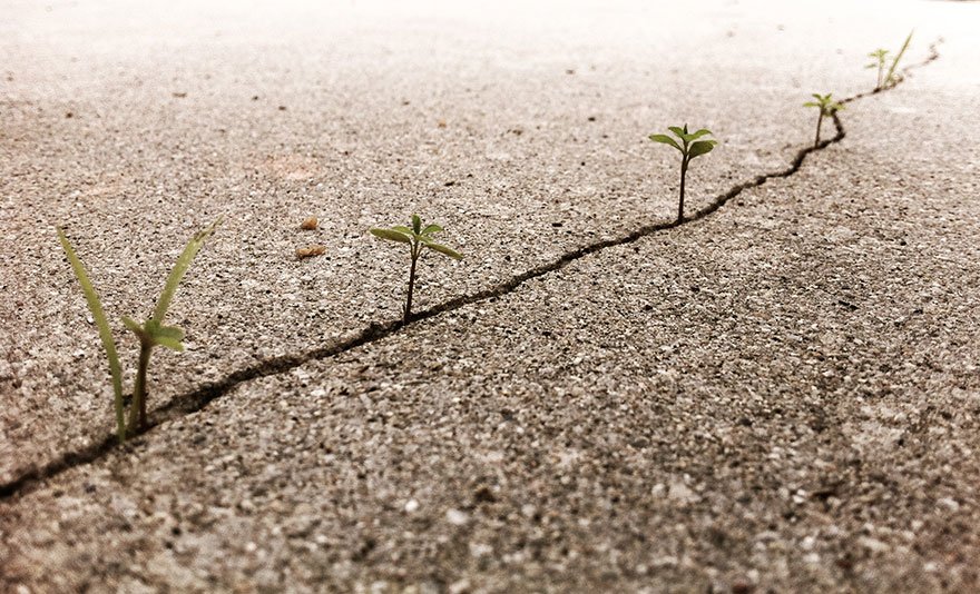 Life will find ways