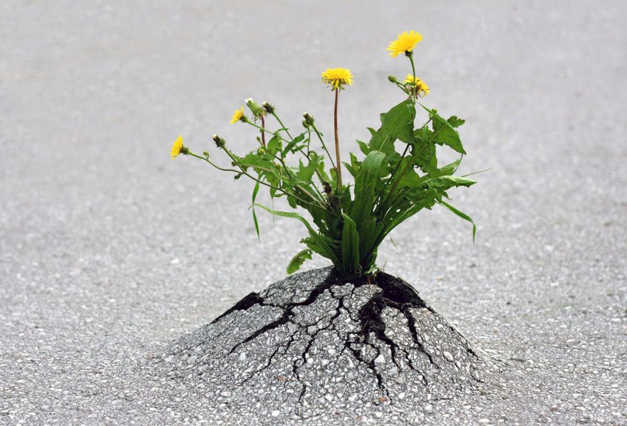 Life will find ways