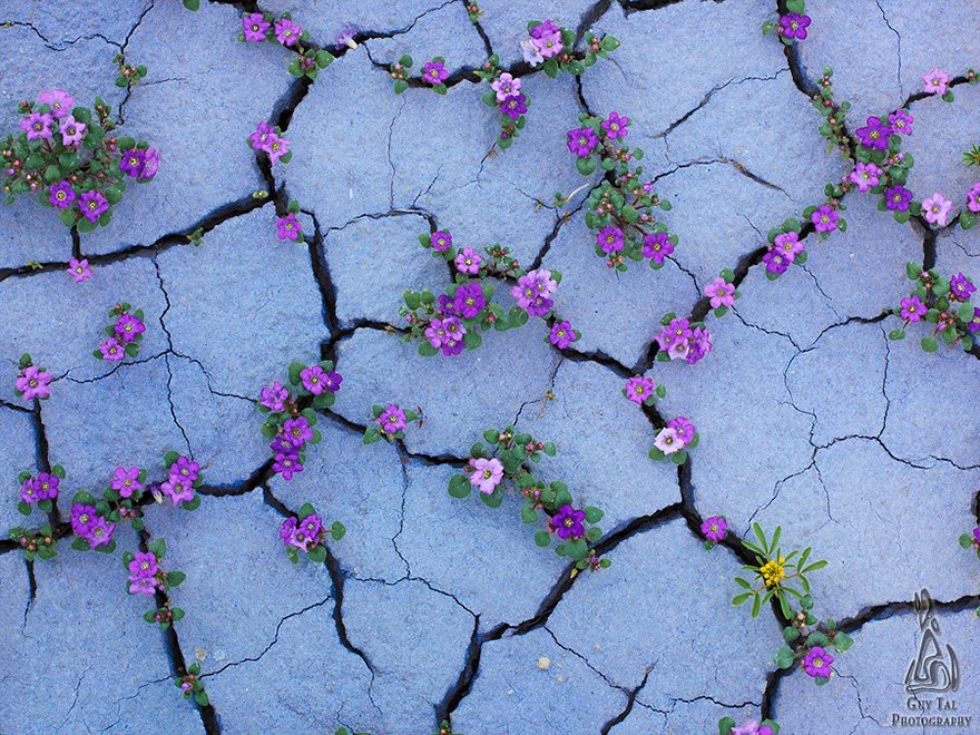 Life will find a way