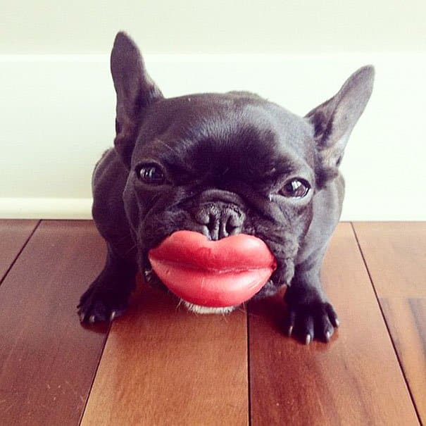Lips Dog's Toys