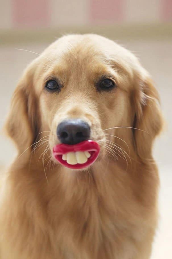 Lipstick Dog's Toys