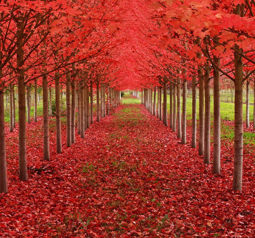 Beautiful Trees – Some of The Most Attractive Artistry of Nature.