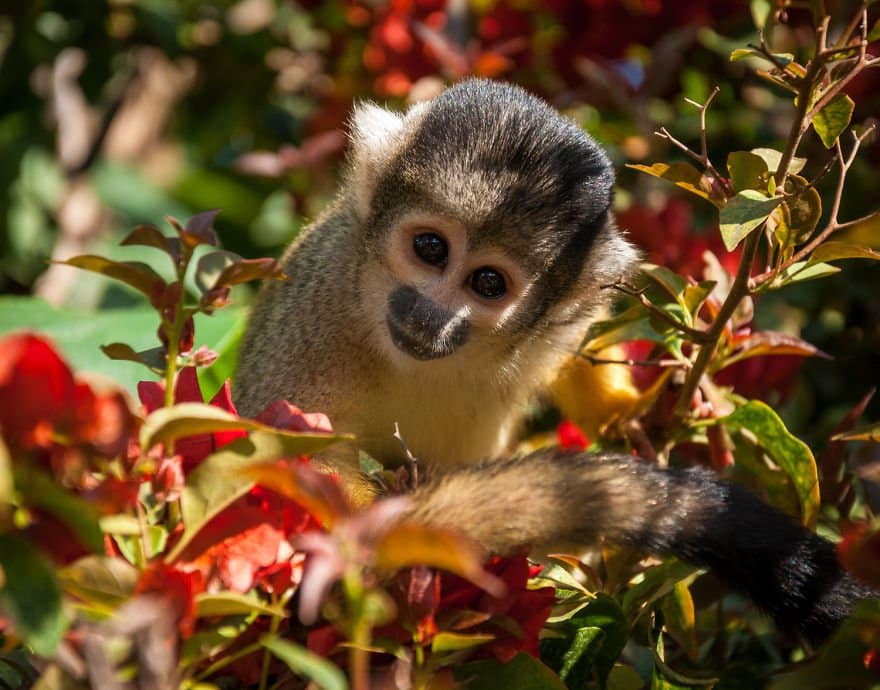 Monkey travel Paradise