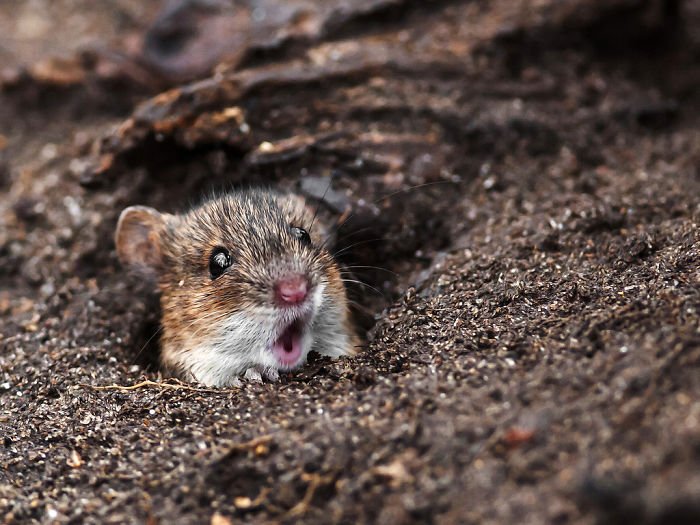 Mouse Surprised