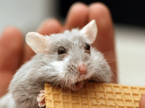 Mousey Shock