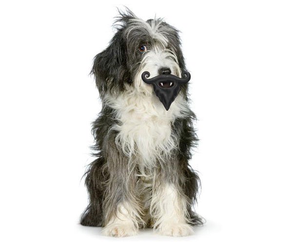 Moustache Toy Dog's Toys