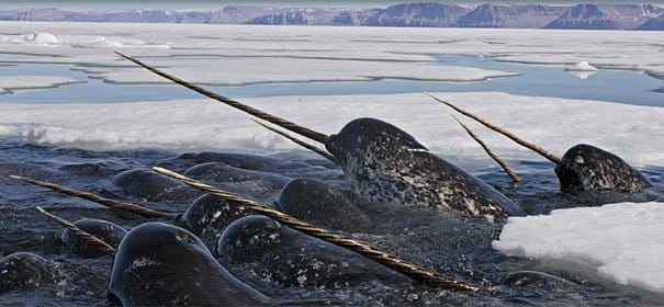 Narwhal Strange Animals