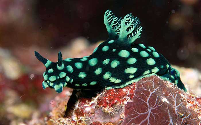 Nembrotha cristata Rare Animal