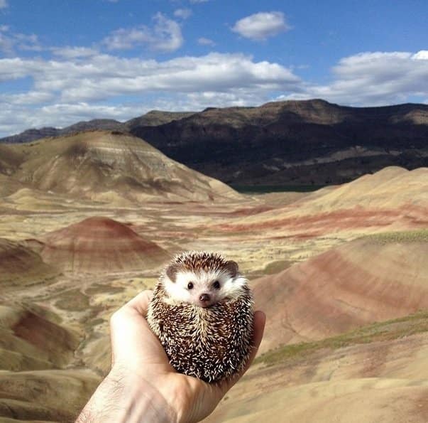 Nice weather to make me feel good Hedgehog