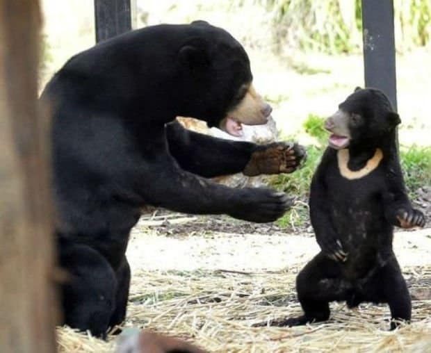 No! It’s your fault! Bears like human