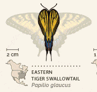 North American butterflies animated 1 Eastern Tiger Swallowtail