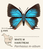 butterflies of North America animated 14 White M Hairstreak
