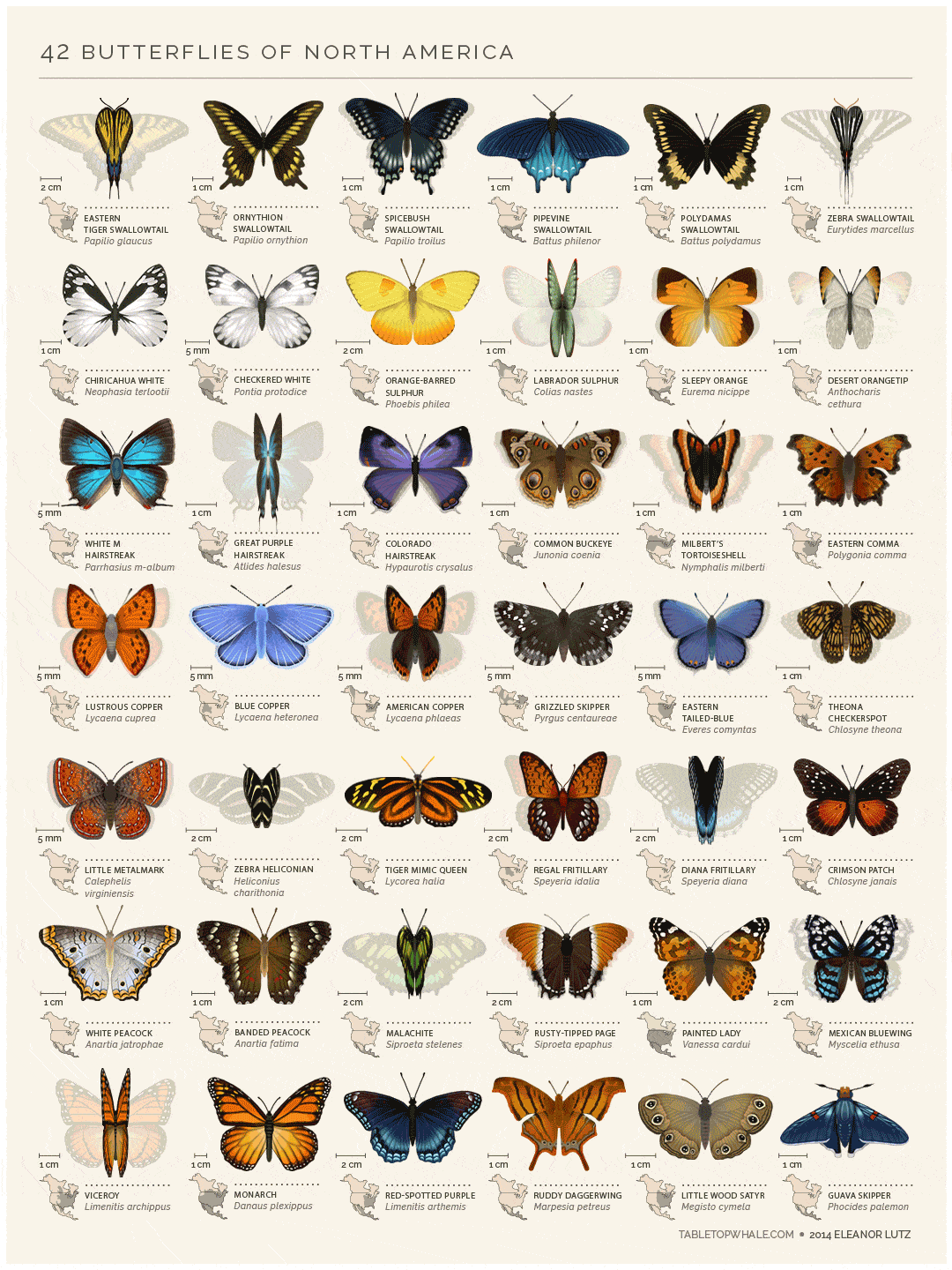 North American butterflies animated