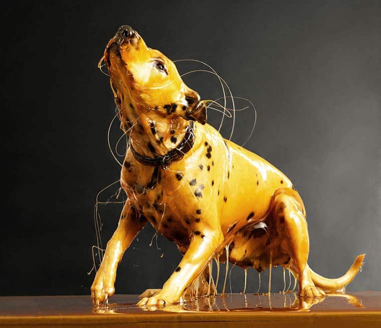 Dog Nude Honey