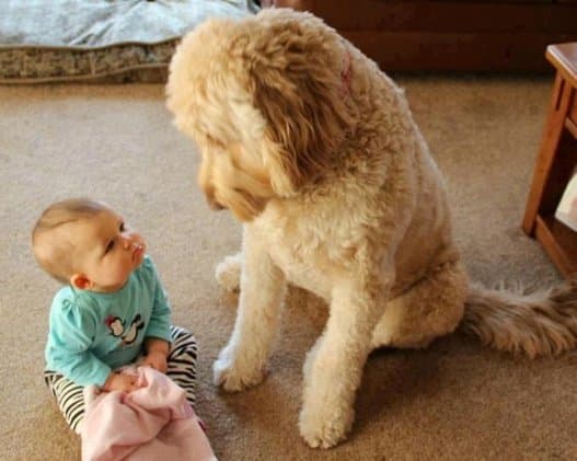 Dogs and Babies – Cuteness At Its Best
