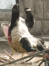 Oh God! Why did I do that! Bears like human