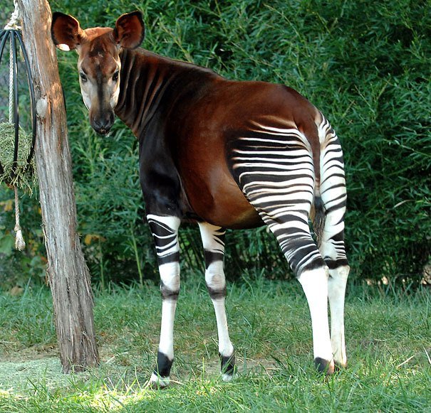 Strange Animals Probably You’ve Never Seen Before