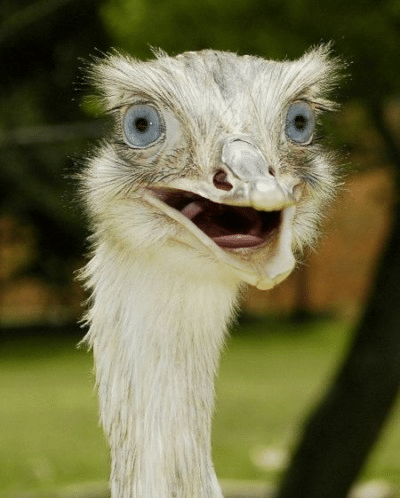 Shock – It looks a lot cuter in the animal’s face