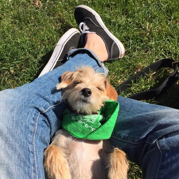Passing Holiday Dog Life