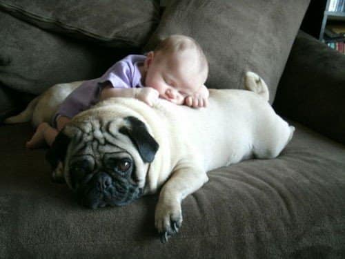 Pillow Super Hero For Babies Dog and Baby