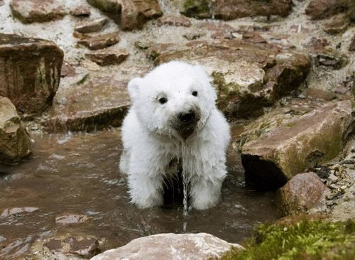 Polar Bear Shock