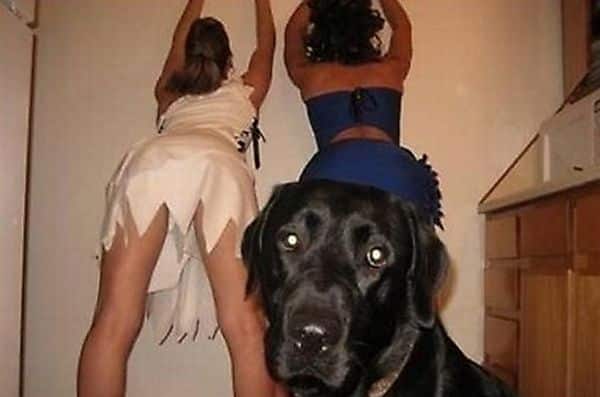 Poor Dog Funny Photobombs
