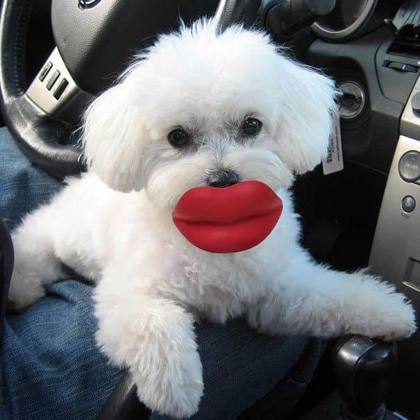 Dog’s Toys – Poor Dogs made to look Trivial