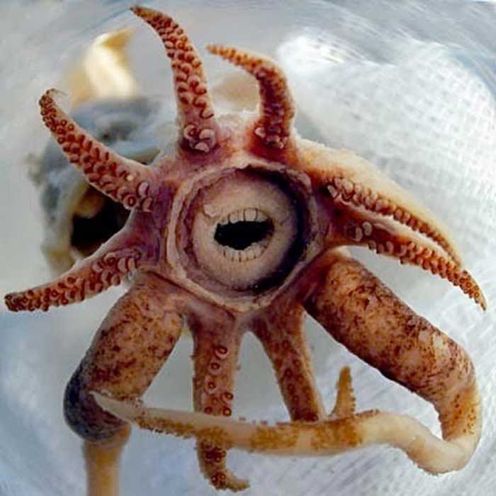 Promachoteuthis sulcus Rare Animals