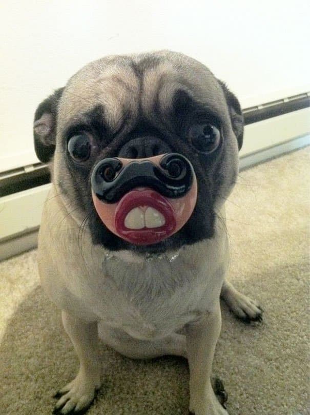Pug Dog's Toys