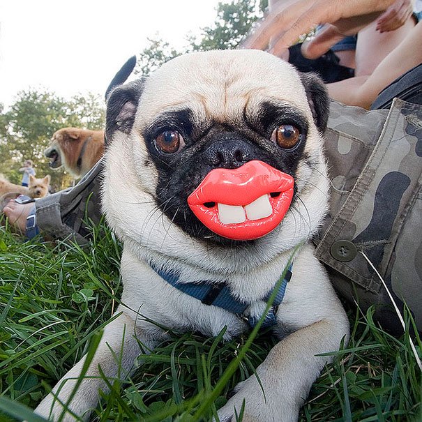 Pug With His Toy Dog's Toys