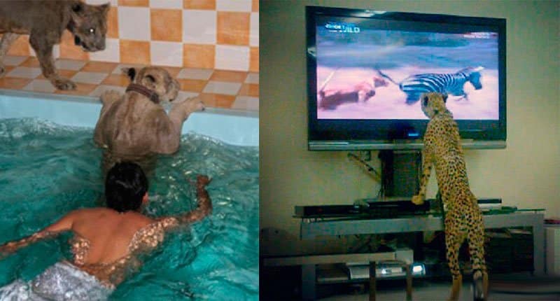 Rich men love exotic animals at home Crazy Dubai