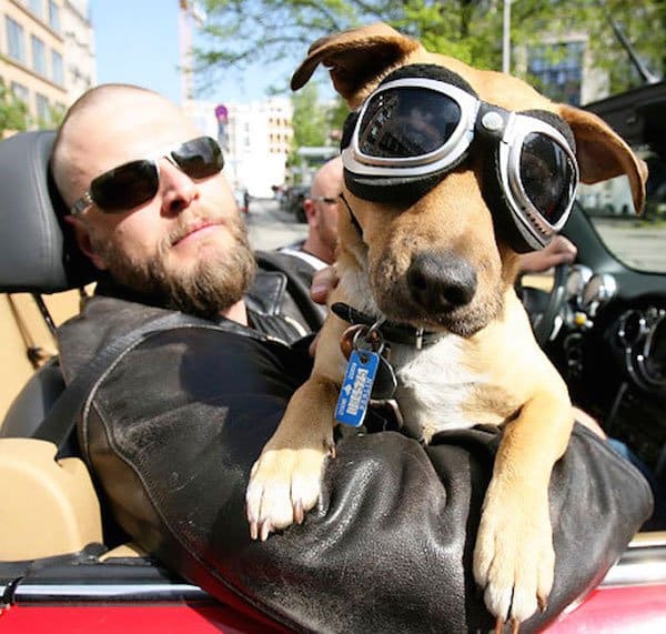Rider they are Pet and Owners