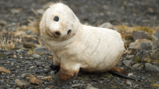 Seal Shock